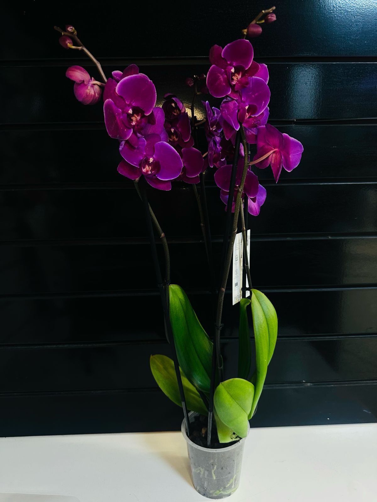 Шикарные сортовые орхидеи