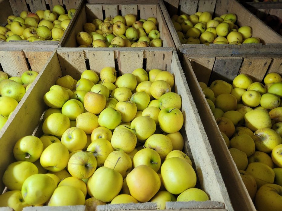 Mere de vanzare , Golden Jonathan