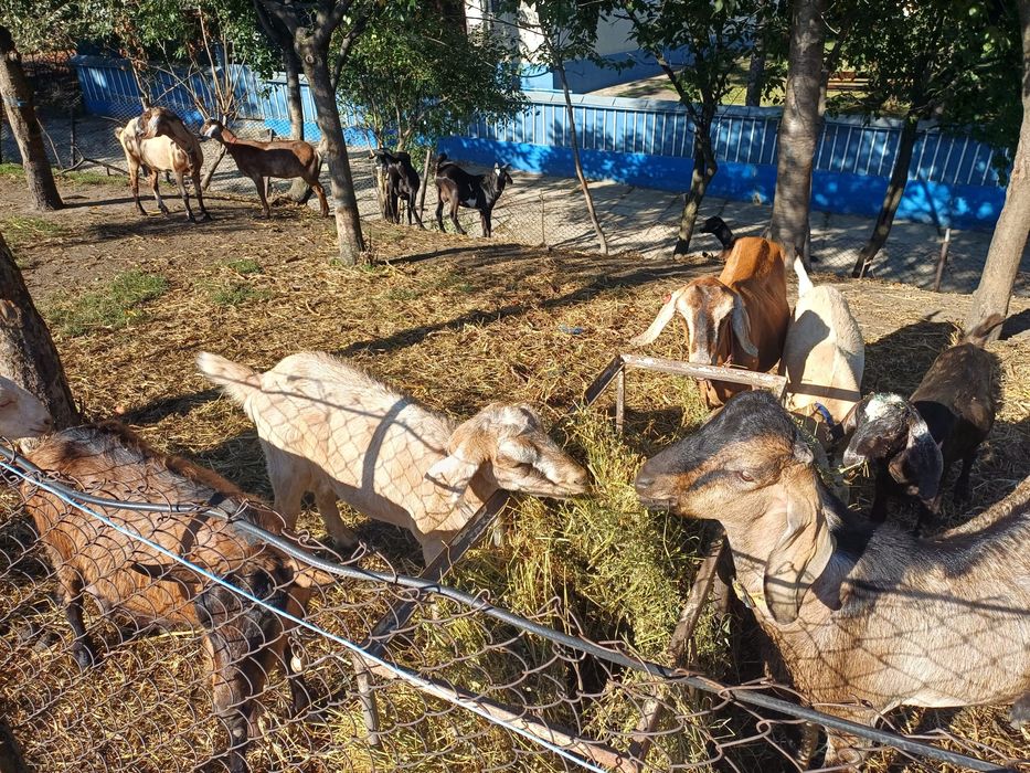 Vând capre și iede anglonubian