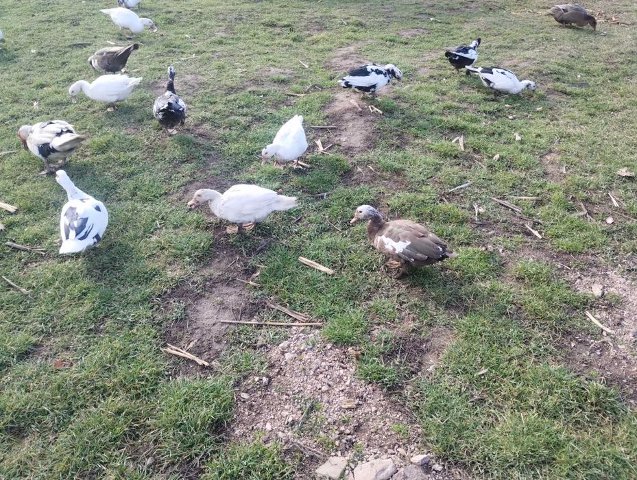 Gâște americane, bibilici și rațe mute (leșești)