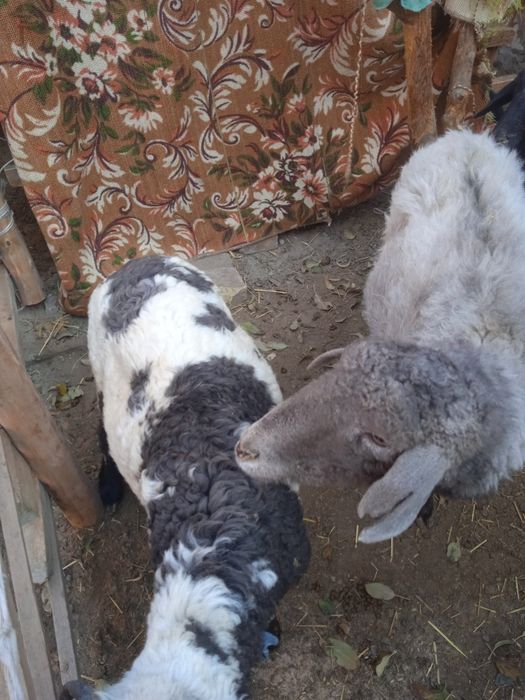 2 та кучкорча 1 та мода куй бугоз