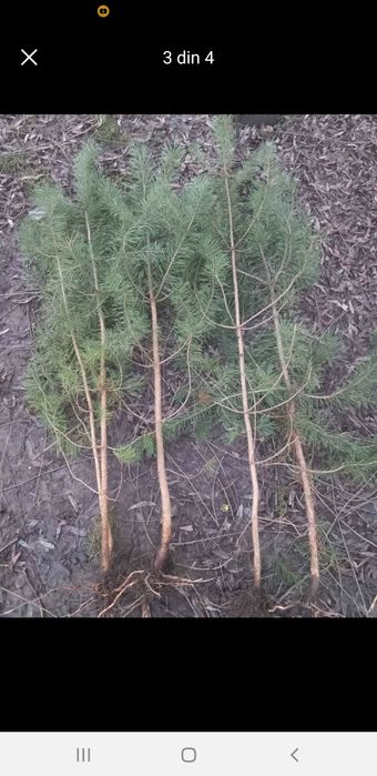 Puieți salcâm brad pin molid fag paltin frasân