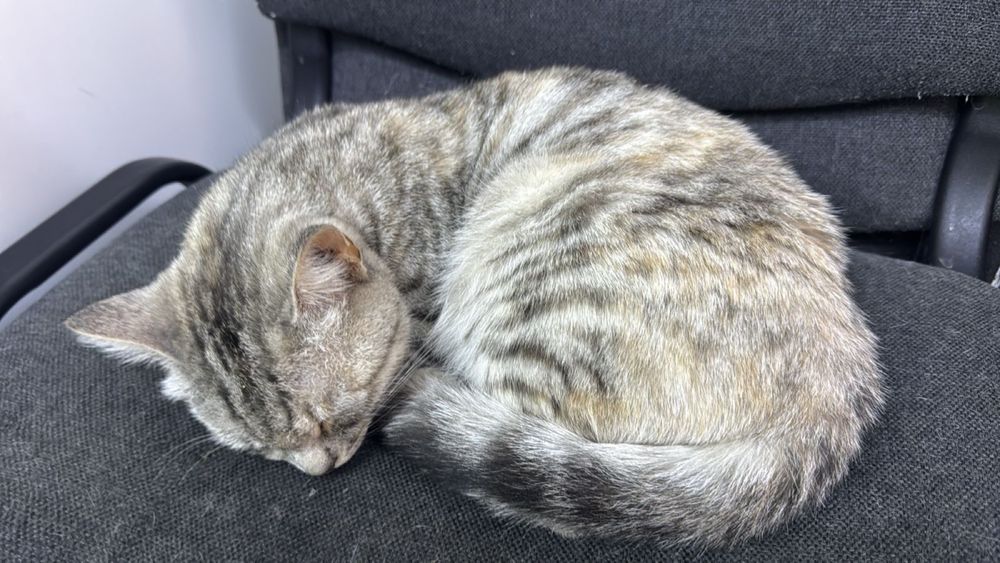 Кошки мама и ее ребенок