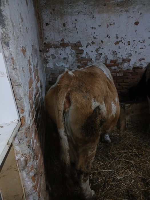 Vaca pentru sacrificat