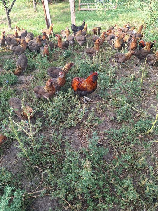 Araucana puicute 2025