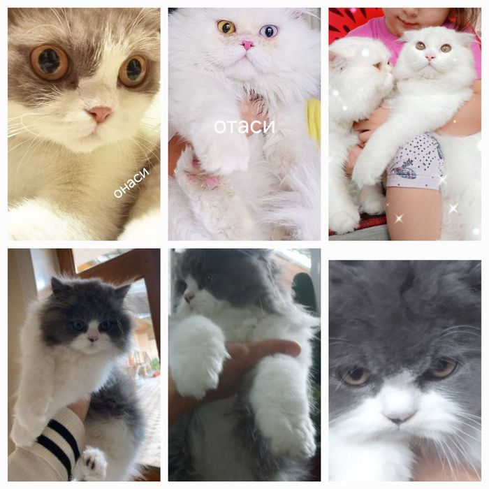 Скоттиш страйт хейланд кот