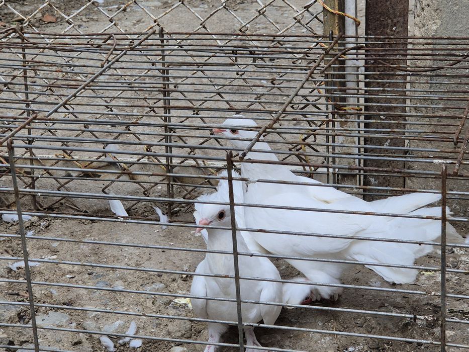 Porumbei  albi 2 pereche  de vânzare