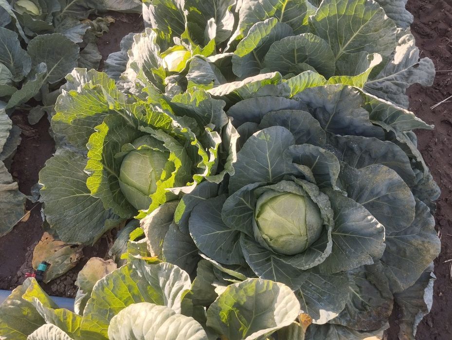 Продавам-Зеле Ергенско