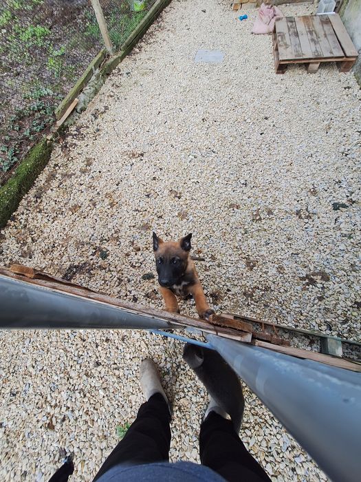 Белгийска Малиноа