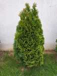 Vand 6 bucati  Tuia smarald