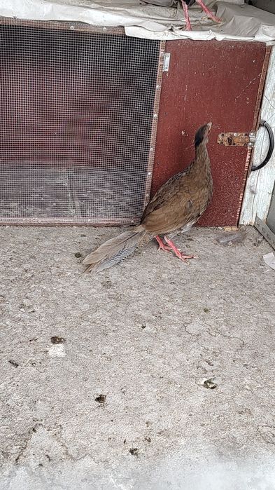 Vând fazani arginti