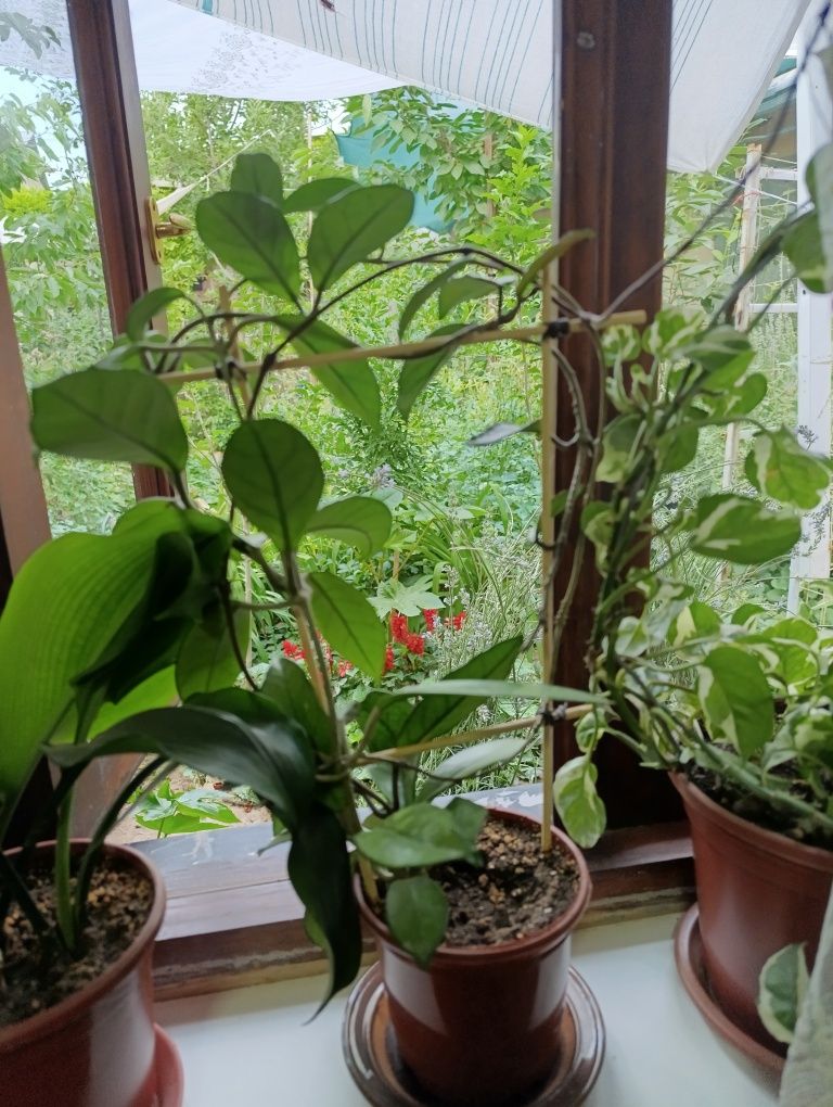 Продам Хойя Карноза