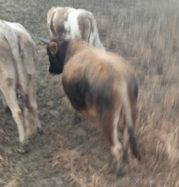 Продам быка 1.5года