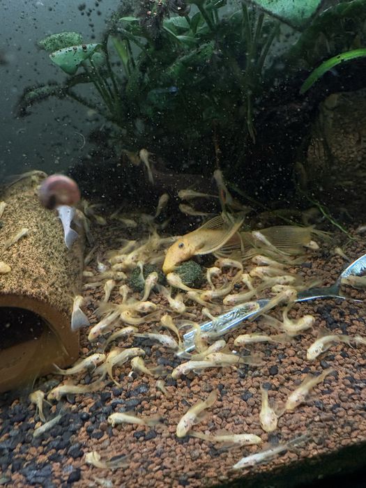 Vand pesti de acvariu ancistrusi l144 cu voalati