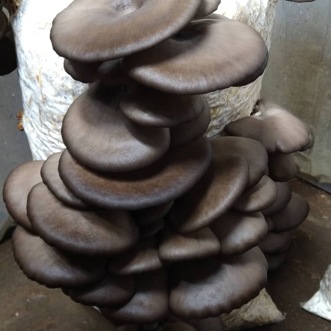 Miceliu lichid pleurotus