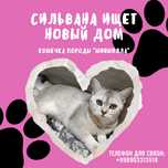 Необычно умная кошка — Серебристая шиншилла