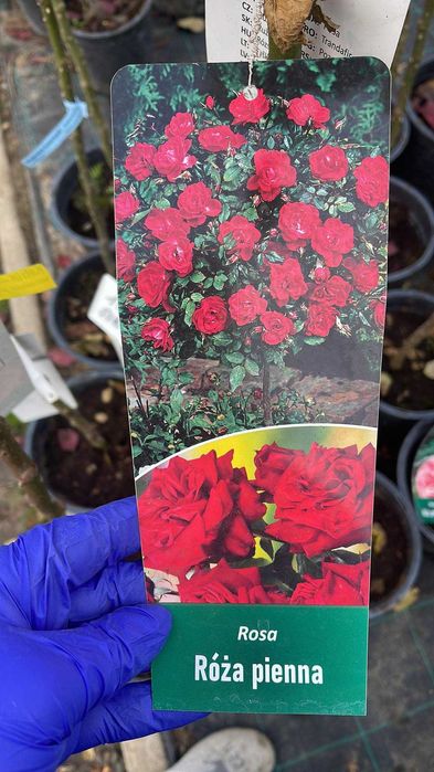 Trandafiri copac inaltime 100-120cm