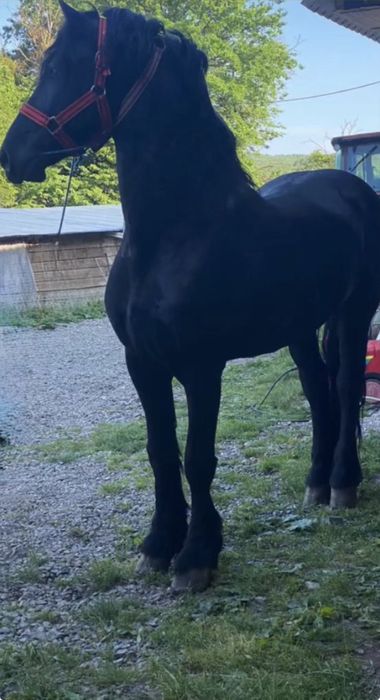 Vand Frizian cu acte