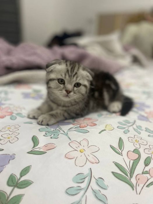 Шотландская вислоухая кошка