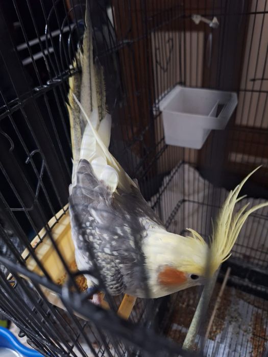 Nimfe și peruși de vânzare