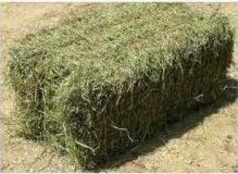 Vând baloți de lucernă