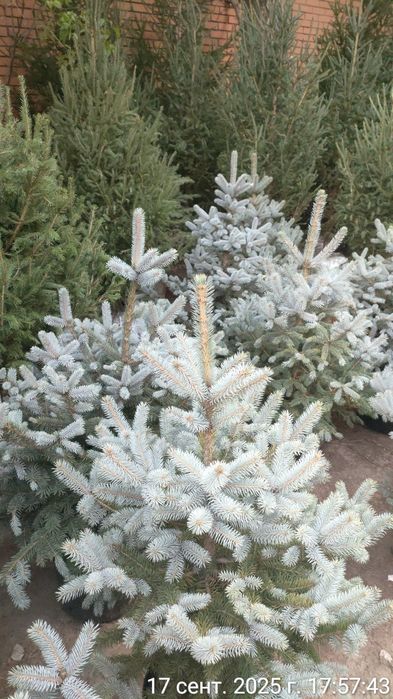 Живые Новогодние ёлки