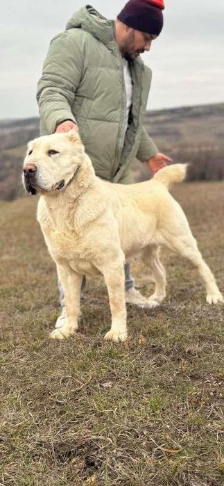 Mascul asia centrala