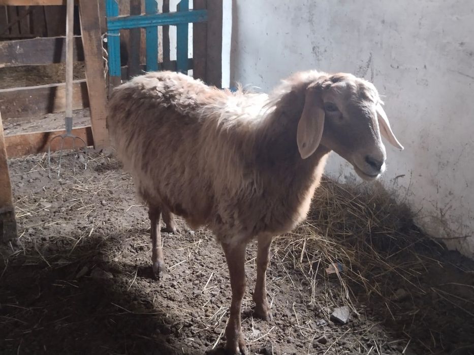 Продается бараны, овцы, кой сатылады, кошкар, токты