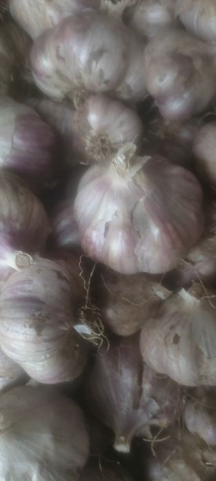 Чеснок озимый домашний