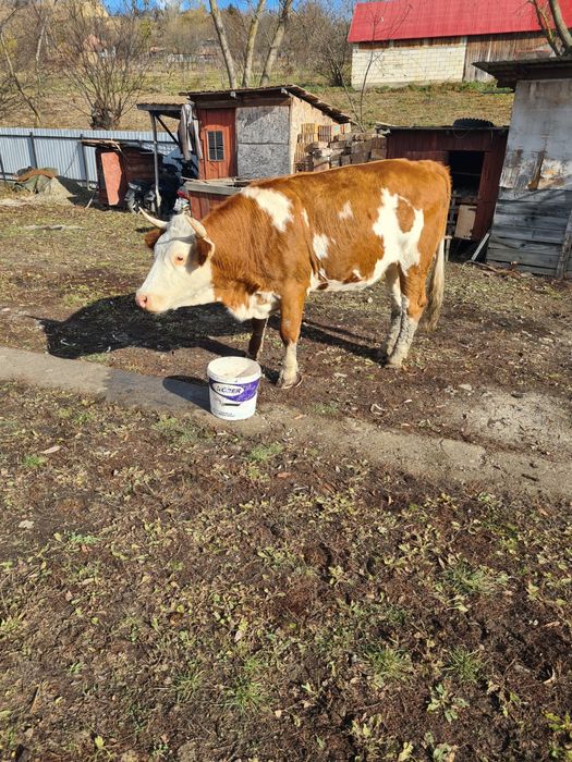 Vaci gestante de 6 luni