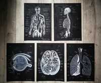 Tablou Anatomia plămânilor