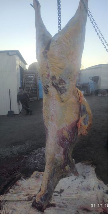 Ту бие сатылады сойылған дайын