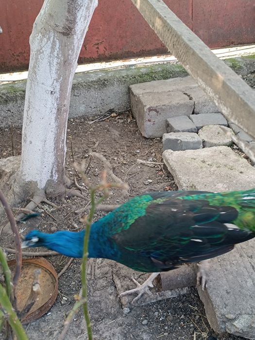 Păun umăr negru mascul