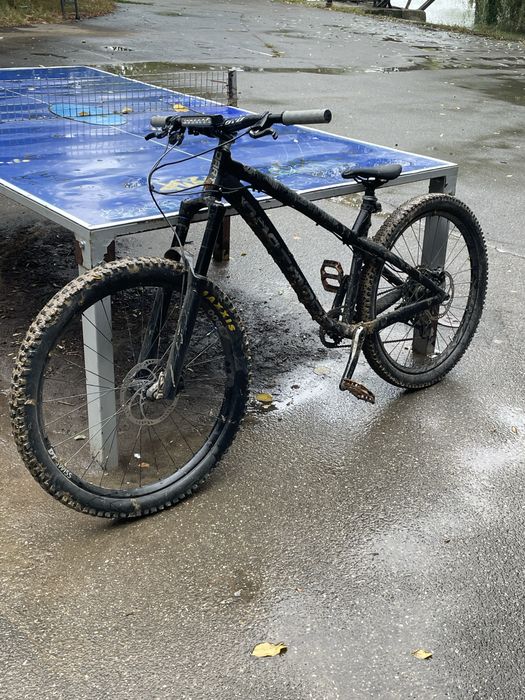 Dartmoor hornet 2023