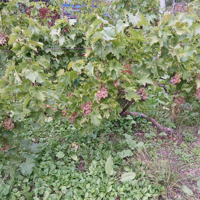 De vânzare struri de masă albi