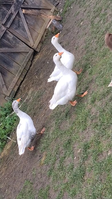 Disponibile 3 gâște