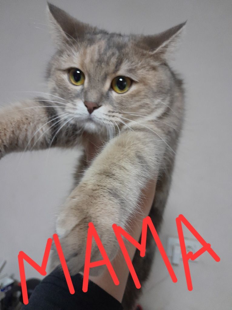 Шотландский Скотиш Страйт