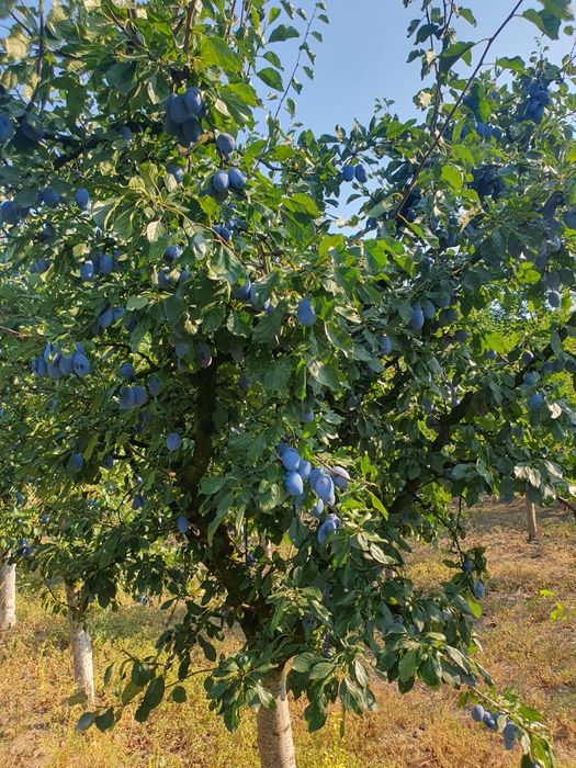 De vanzare loc de casa cu livada in sat Ghizdaru Giurgiu