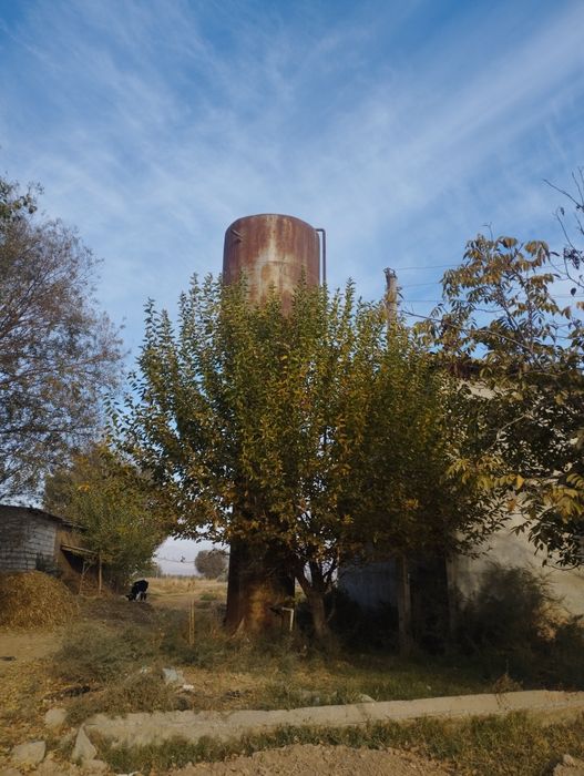 Koʻrasiz kafolati bilan