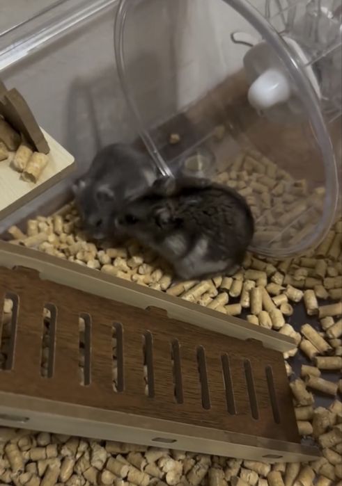 Продам хомяков с домиком