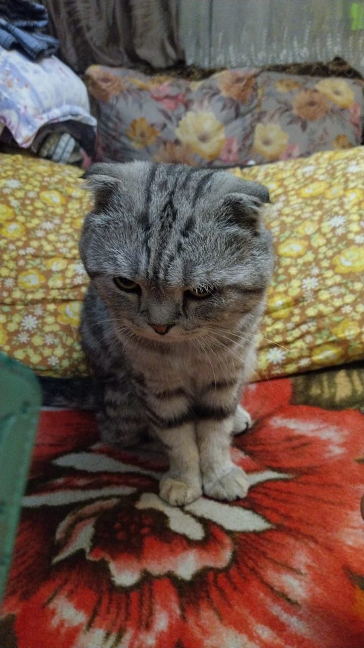 Найден вислоухий кот