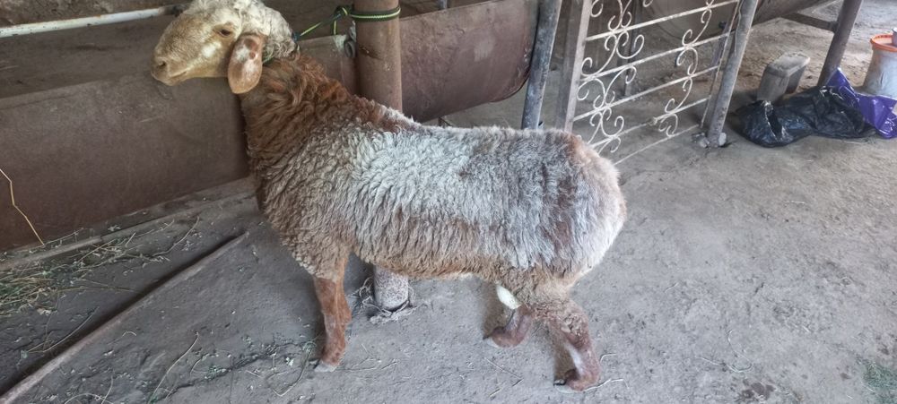 Кучкорлар сотилади