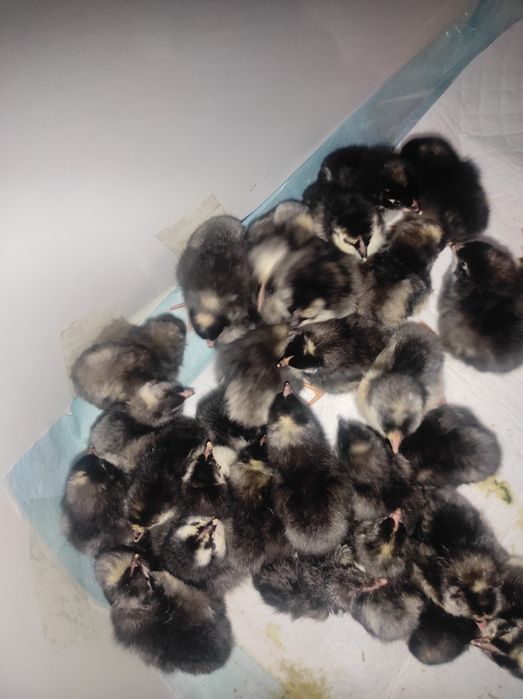 Продам цыплят породы