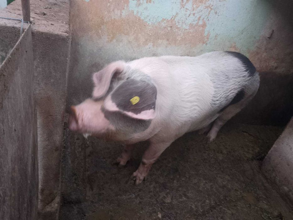 Vand porc  120 140 kg