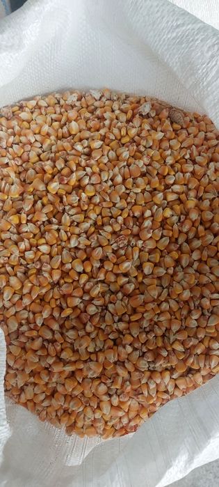 Porumb 12% umiditate