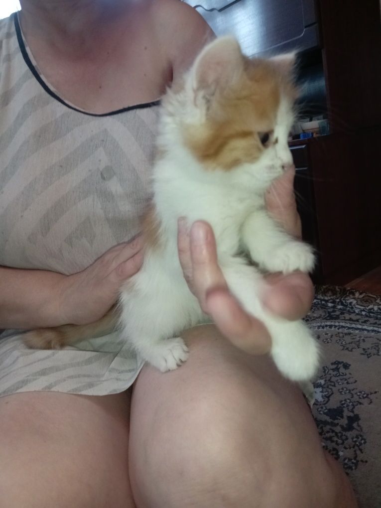 Котята, ручной деприсант