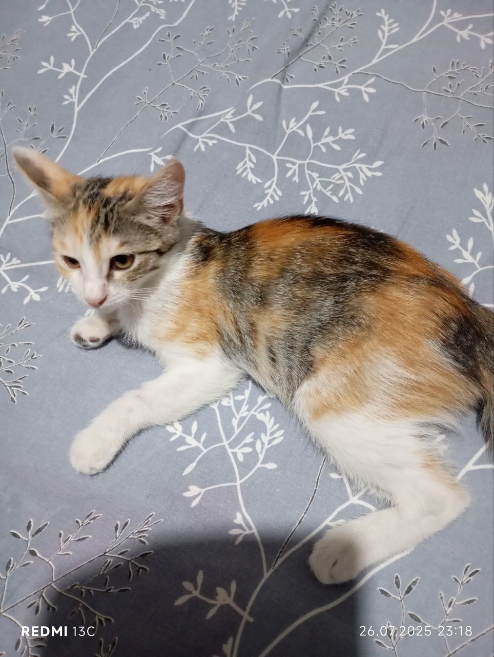 Отдам даром котенка-девочку ,ей полтора месяца,3 х цветка.