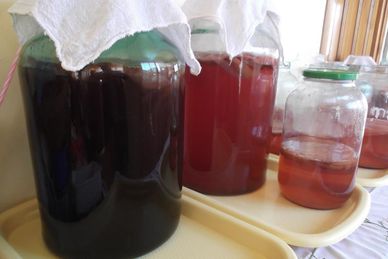 Kombucha, ciuperca kombucha, Ceai kombucha, kombucha tea, CeaiKombucha