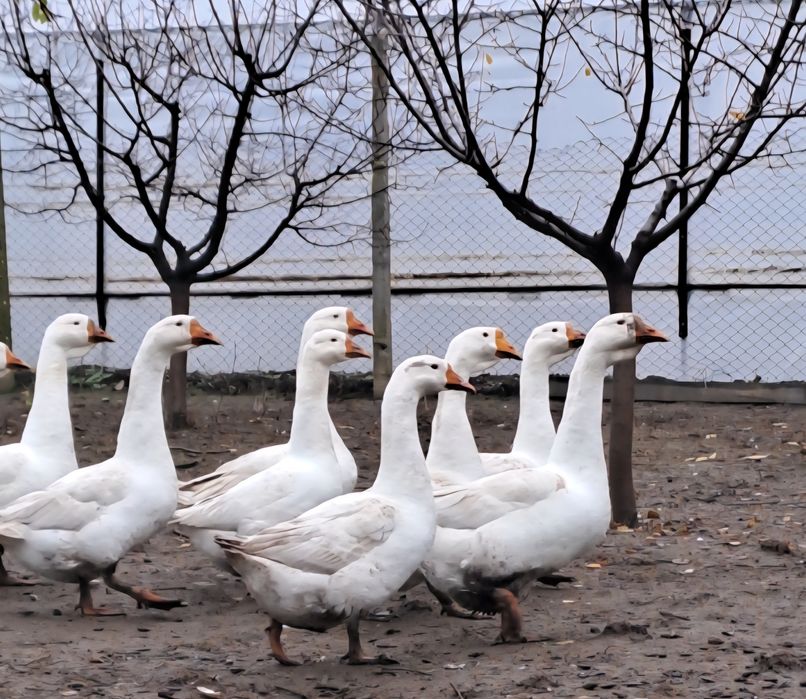 Vând gâste din anul 2025