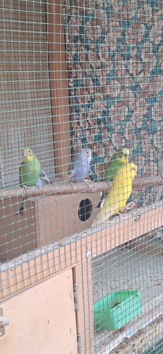 Papugay valnistiy 12ta vzarosli va maladoyla soglom 55.000 dan kami bo